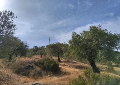 Proyecto de chalets adosados en Casabermeja Málaga